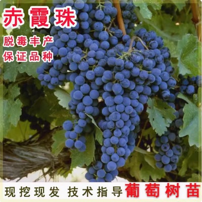 赤霞珠葡萄苗大果树爬藤巨