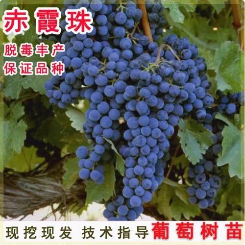 赤霞珠葡萄苗大果树爬藤巨