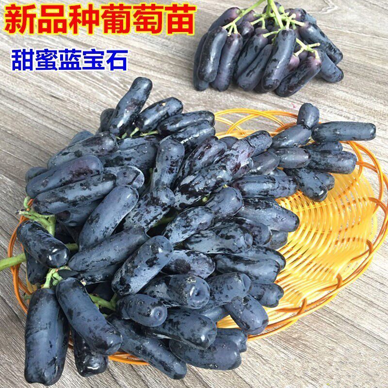 甜蜜蓝宝石葡萄苗无籽黑提葡萄树苗当年结果南方北方盆栽庭院种植