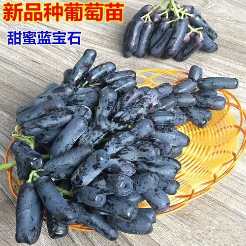 甜蜜蓝宝石葡萄苗无籽黑提