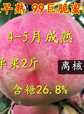 极早熟五月特大脆蜜桃树果
