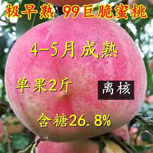 极早熟五月特大脆蜜桃树果