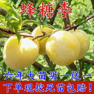 蜂糖李子树苗嫁接特大晚熟脱骨青脆李子果树苗南北方种三华李树苗