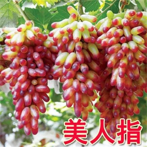 美人指葡萄树苖特大爬藤苗