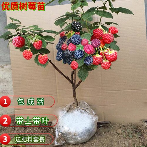 树莓苗双季覆盆子果栽地南