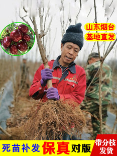 烟台车厘子树苗矮化大樱桃树樱桃苗南方北方种植盆栽地栽果树果苗