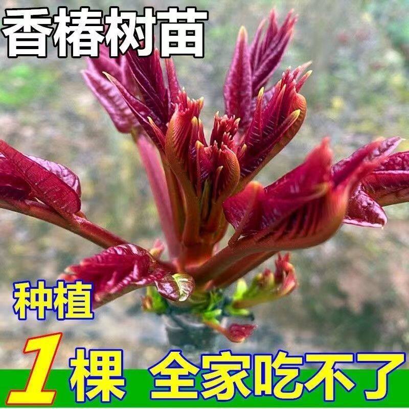 爆香红油香椿树苗高产香椿芽苗当年采摘盆栽地栽南北方种植香椿苗