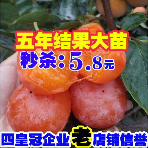 柿子树苗火晶盆栽日本甜南