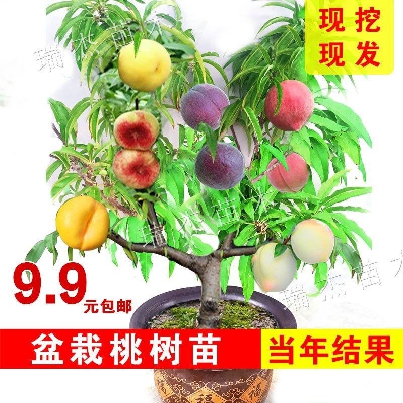 盆栽桃树矮化盆栽桃树苗多品种盆栽桃中华寿桃当年结果盆栽桃树苗