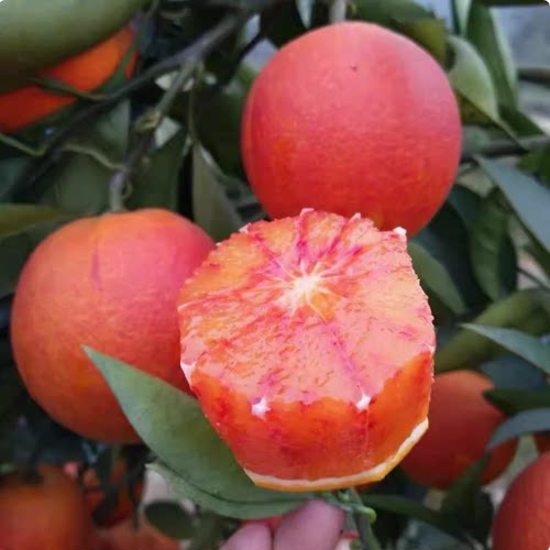 脐橙红肉血苗嫁接果冻树子