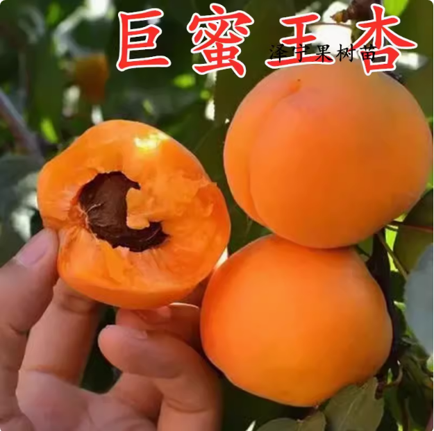 巨蜜王杏苗南北方庭院地栽