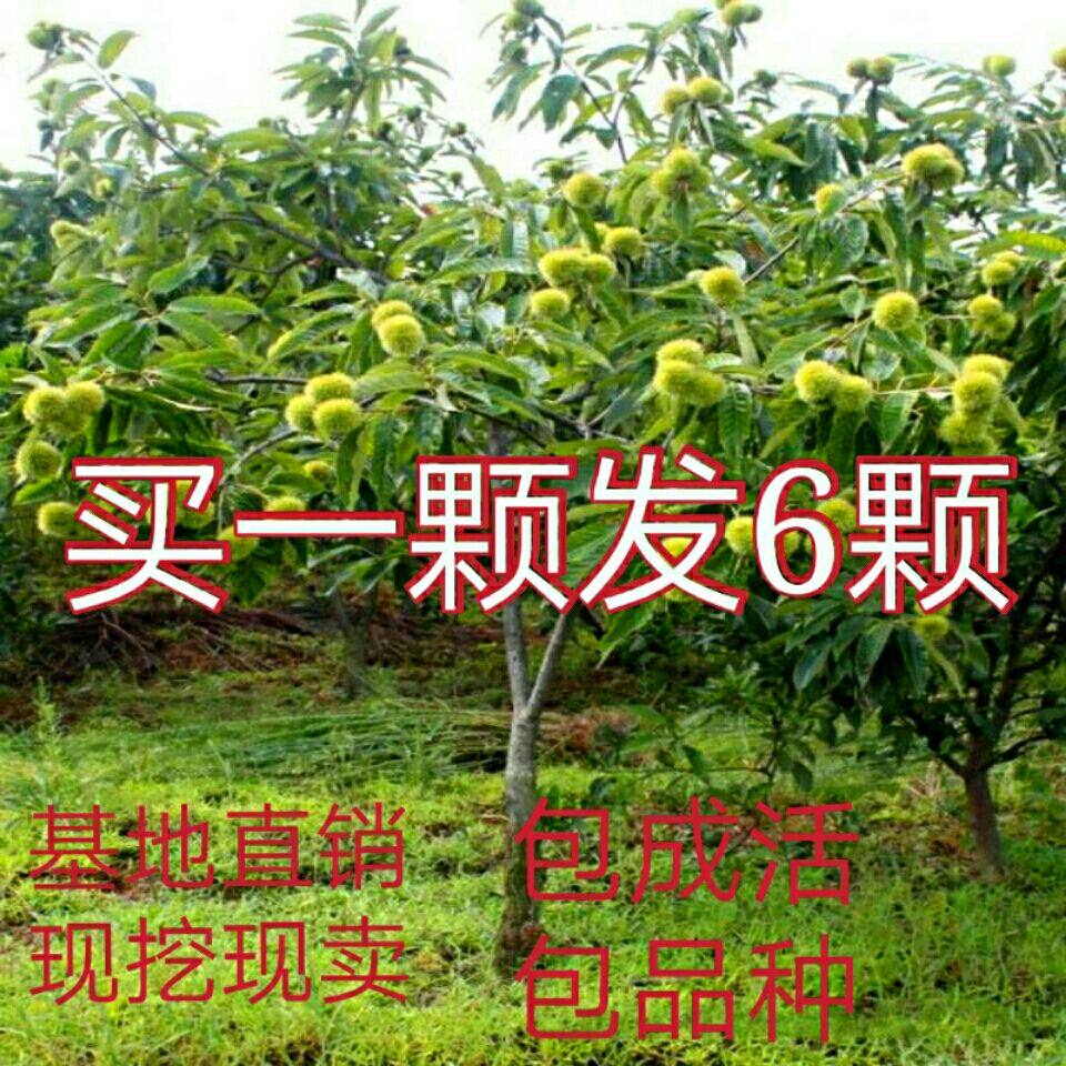 嫁接板栗苗果树苗大红袍油栗子苗当年结果南方北方种植板栗子苗树