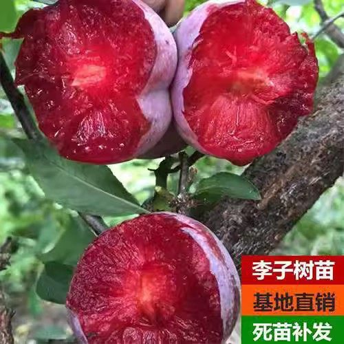 嫁接特大蜂糖李子树苗晚熟