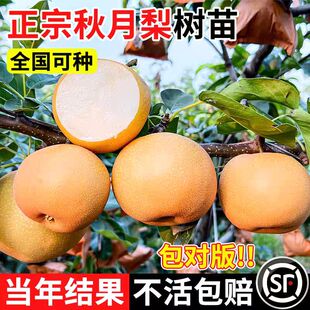 特大嫁接梨树苗果树苗翠冠梨秋月梨南方北方种植盆栽地栽当年结果