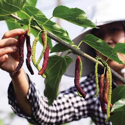 桑葚树苗台湾四季长果香金