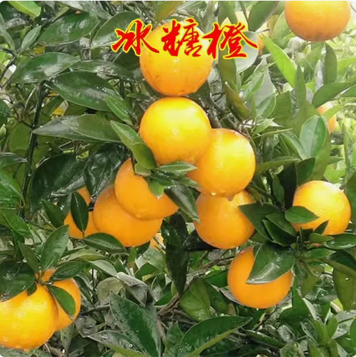 正宗高純度高甜度永興冰糖橙苗褚橙云冠盆栽地栽甜橙果樹苗