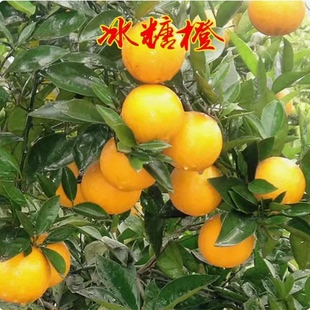 正宗高纯度高甜度永兴冰糖橙苗褚橙云冠盆栽地栽甜橙果树苗