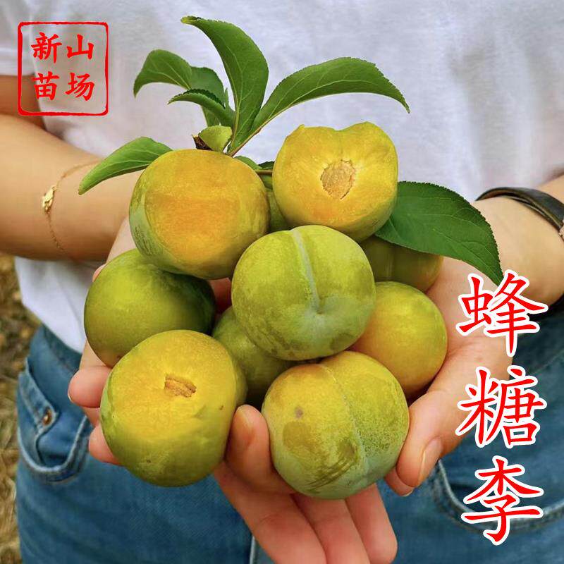 【蜂糖李苗】黄肉蜜糖脱骨离核脆甜六月脆青贵州六马蜂糖李子树苗