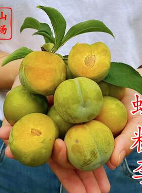 【蜂糖李苗】黄肉蜜脱骨离