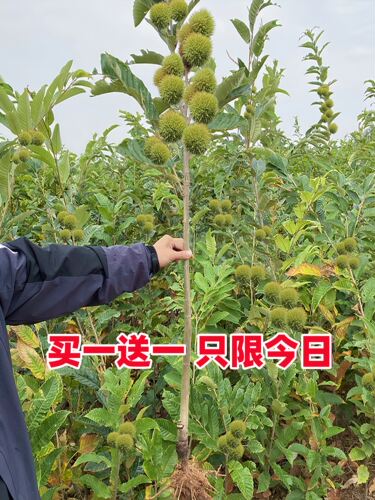 板栗苗树嫁接地栽南方北种