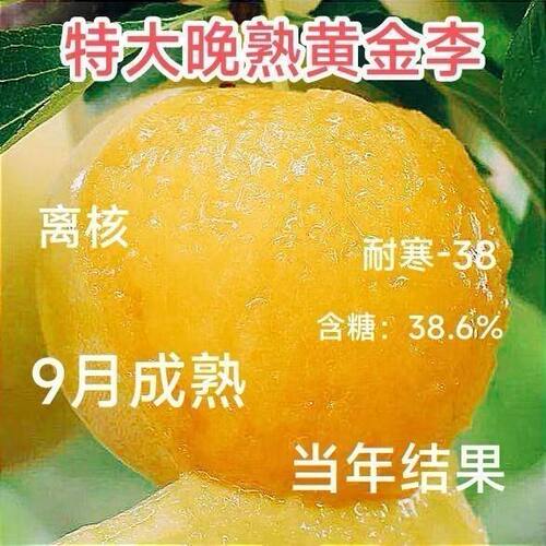 特大嫁接黄金李子果树苗晚