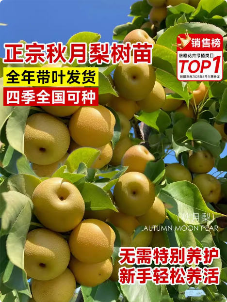 秋月梨树果苗南北方庭院地