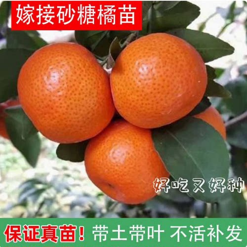 砂糖橘子树苗金桔脐橙盆栽