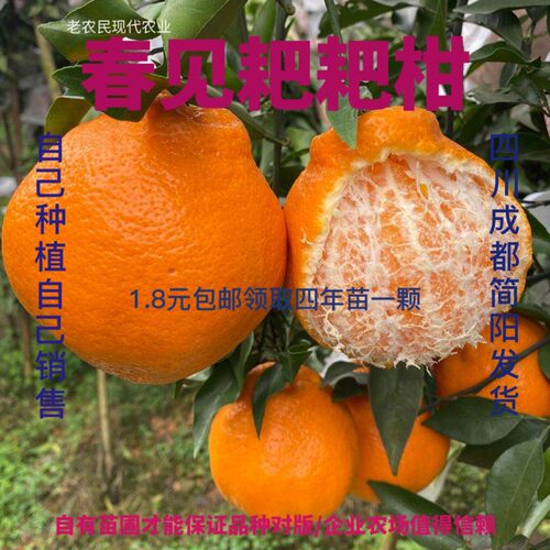 正宗春见耙柑橘苗树嫁接杯
