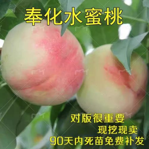 庭院果树苗嫁接桃奉化水