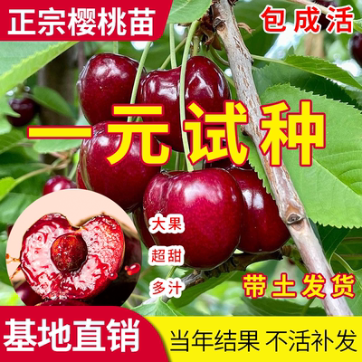 大樱桃树苗苖庭院种植南方