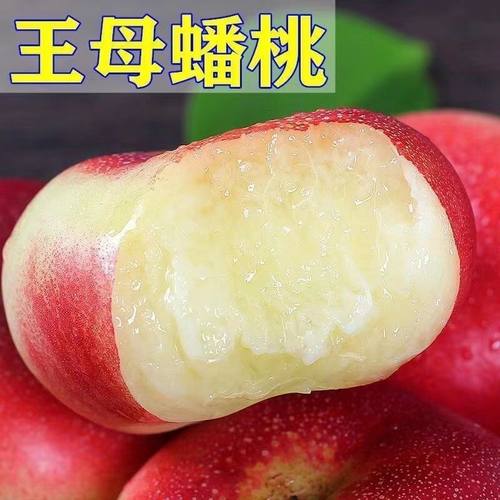 特大王母蟠桃树苗嫁接超甜