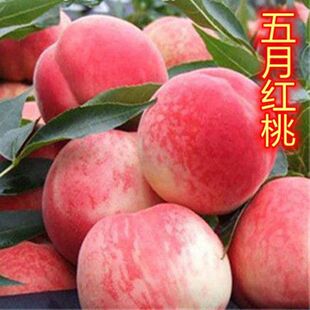 特大嫁接超甜五月红桃果树苗耐寒地栽南北方种植水蜜桃当年结果