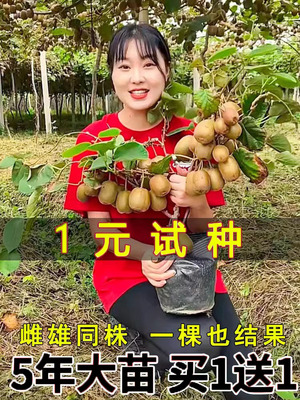 猕猴桃树果苗红心黄软枣嫁