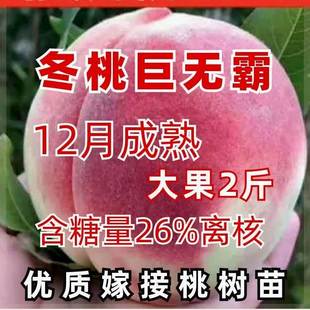 新品种正宗冬桃树苗新品种特大抗寒耐寒晚熟巨无霸冬桃苗南北方种