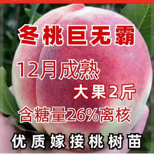 新品种正宗冬桃树苗特大抗