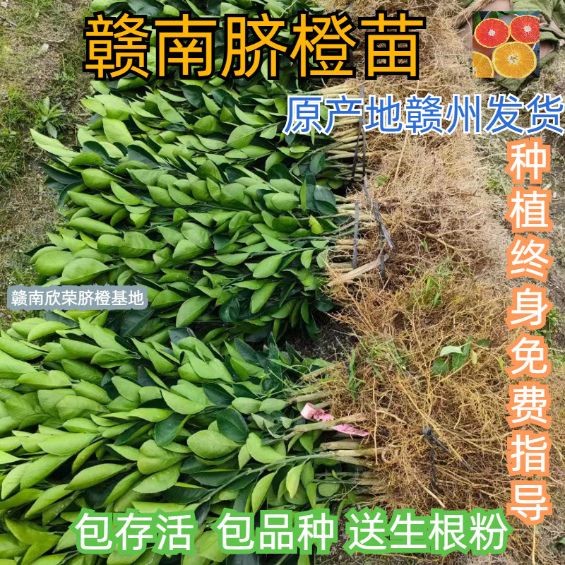 江西赣南脐橙苗纽荷尔橙子苗早熟红肉血橙脐橙树苗赣州果树苗