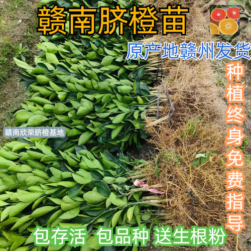 江西赣南脐橙苗纽荷尔子早