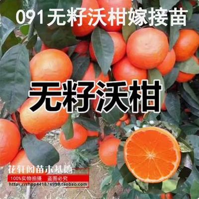 正宗高产沃柑树苗无籽091