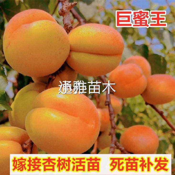 新品种杏树活苗嫁接巨蜜王油杏树苗特大甜杏子苗南方北方庭院盆地