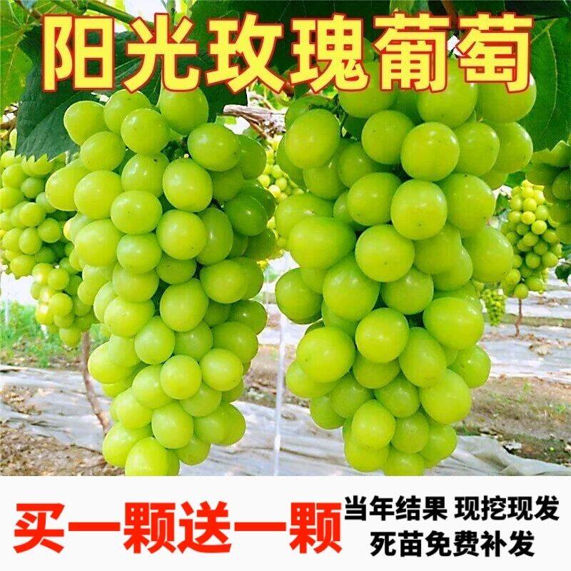 超甜嫁接阳光玫瑰葡萄树苗南北方种植无籽晴王葡萄爬藤当年结果苗