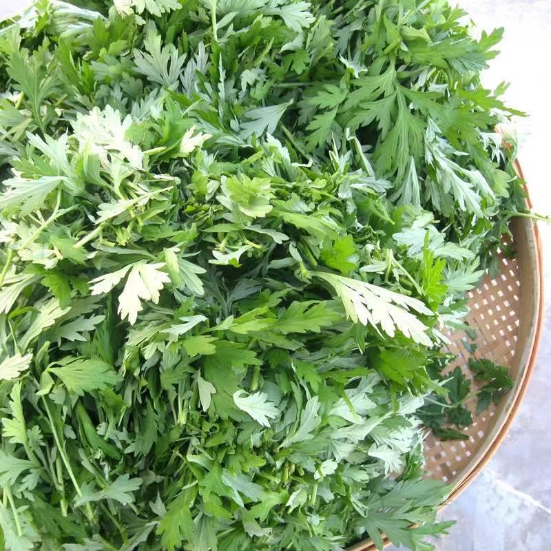 艾草新鲜可食用嫩叶蔬菜
