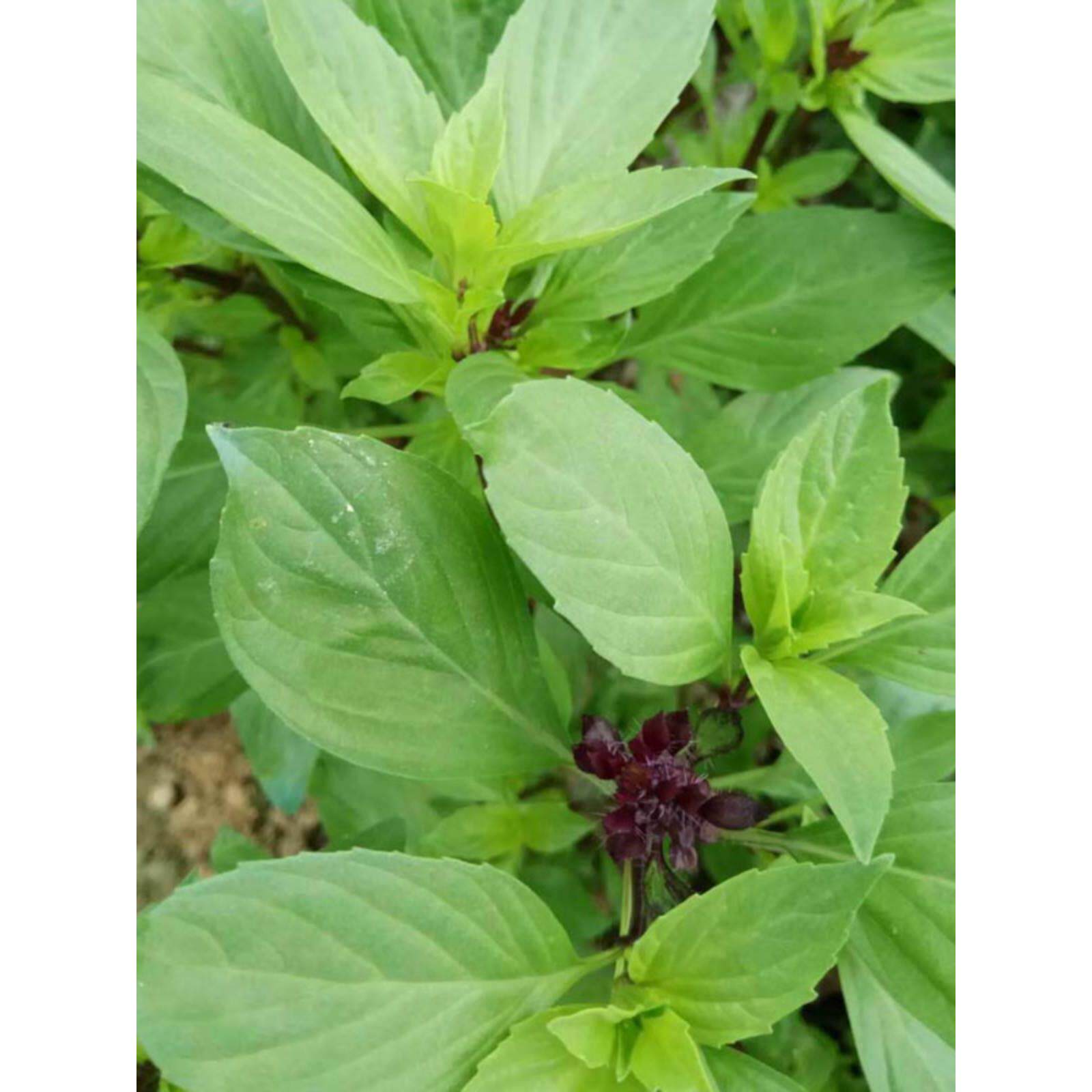 九层塔新鲜食用金不换台湾三杯鸡冬阴功食材香料菜调料调味蔬菜