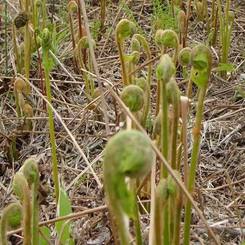 东北野生薇菜新货长白山