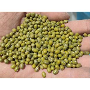 新鲜明绿豆25kg 毛绿豆明绿豆 50斤大包商用煮粥熬绿豆汤好煮易烂