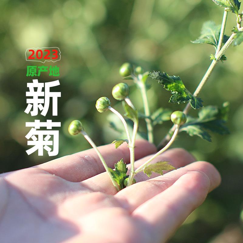 新遂昌石练菊米茶珍珠花