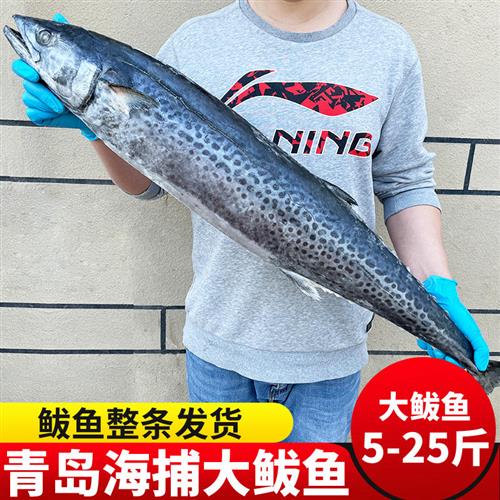 青岛大鲅鱼5斤新鲜鲜活海鱼水产冷冻大整条特大马鲛鱼燕鲅鱼10 20