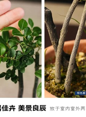 小叶紫檀盆景黑禅古茶栽室TXI内四季好绿植桌Q面常盆青盆栽意养微