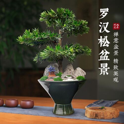 真松树造型d盆景罗汉松盆栽老桩植物迎客松室内客厅办公室大绿植