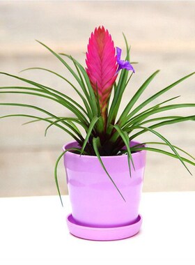 铁兰 紫花凤梨花卉盆栽室内绿色植物盆L景净化空气除甲醛 绿色