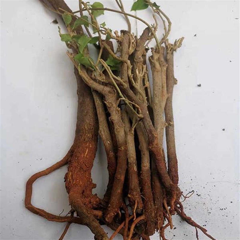 黑龙坡园艺场|3-4个品种三角梅.老苗论捆卖